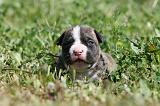 AMSTAFF  PUPPIES 224